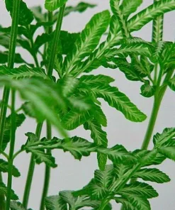 Silver Lace Fern Live Plant – Pteris ensiformis – 4 inch Pot – Indoor Houseplant - Image 3