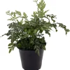 Silver Lace Fern Live Plant – Pteris ensiformis – 4 inch Pot – Indoor Houseplant - Image 1