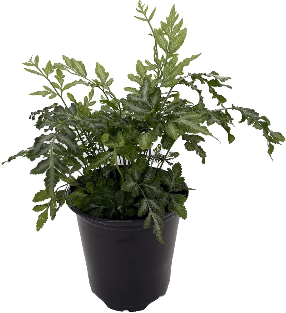 Silver Lace Fern Live Plant – Pteris ensiformis – 4 inch Pot – Indoor Houseplant - Image 1