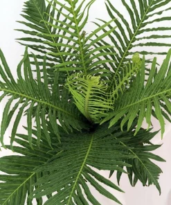 Silver Lady Tree Fern Live Plant - Blechnum gibbum - Exotic Dwarf - 6" Pot - Image 2