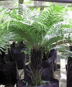 Silver Lady Tree Fern Live Plant - Blechnum gibbum - Exotic Dwarf - 6