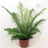 Silver Lady Tree Fern Live Plant - Blechnum gibbum - Exotic Dwarf - 6" Pot - Image 1