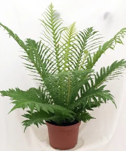 Silver Lady Tree Fern Live Plant - Blechnum gibbum - Exotic Dwarf - 6