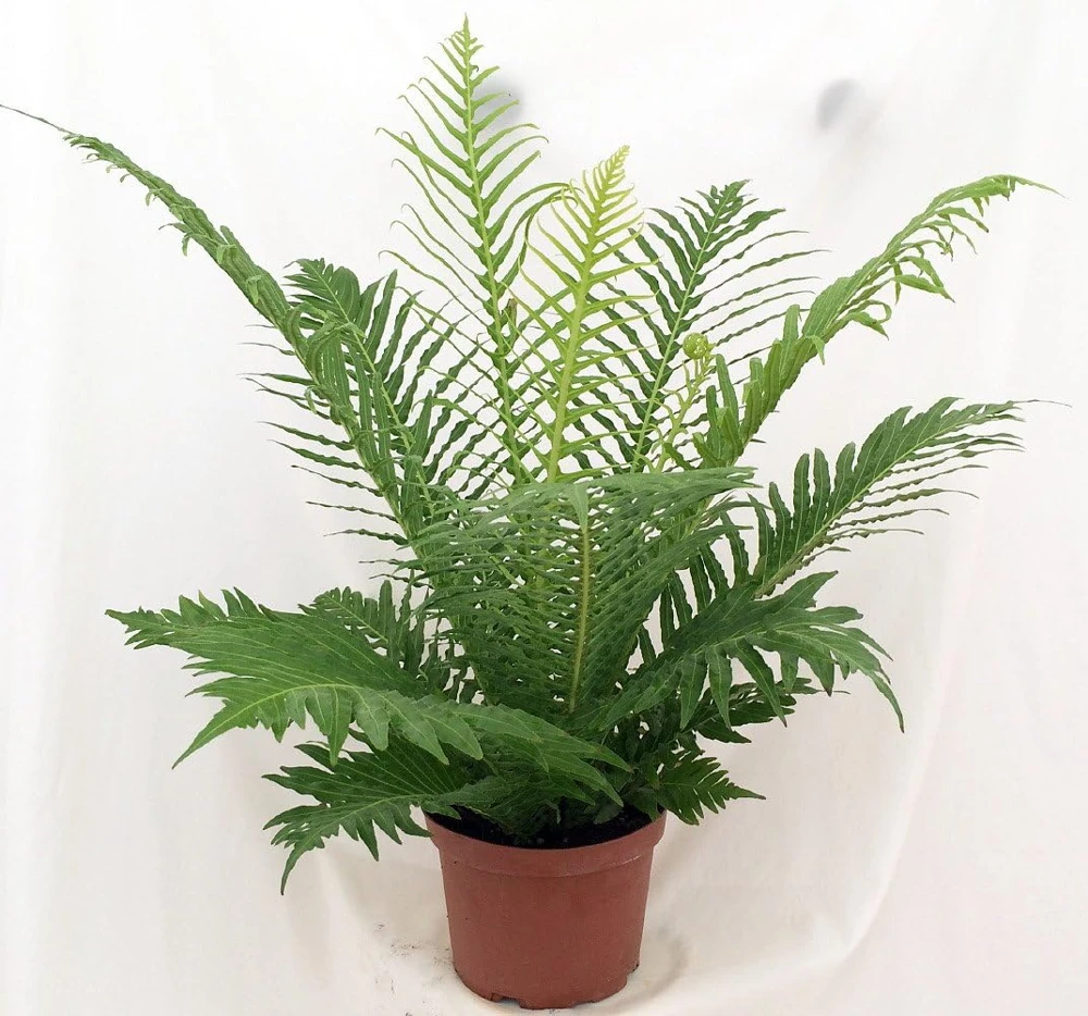 Silver Lady Tree Fern Live Plant - Blechnum gibbum - Exotic Dwarf - 6" Pot - Image 1