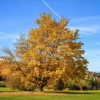 Silver Maple Live Plant - Acer Saccharinum 12-18" Tall in Qt Pot - Fast Growing Shade Tree - Image 1