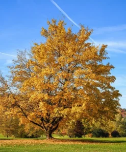 Silver Maple Live Plant - Acer Saccharinum 12-18