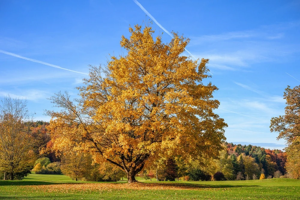 Silver Maple Live Plant - Acer Saccharinum 12-18" Tall in Qt Pot - Fast Growing Shade Tree - Image 1