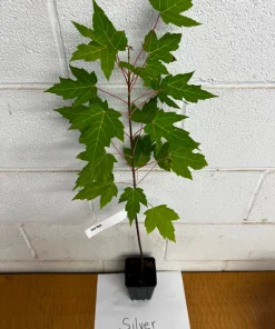 Silver Maple Live Plant - Acer Saccharinum 12-18" Tall in Qt Pot - Fast Growing Shade Tree - Image 2