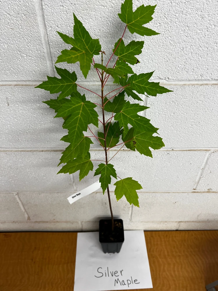 Silver Maple Live Plant - Acer Saccharinum 12-18" Tall in Qt Pot - Fast Growing Shade Tree - Image 2