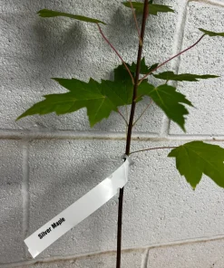 Silver Maple Live Plant - Acer Saccharinum 12-18