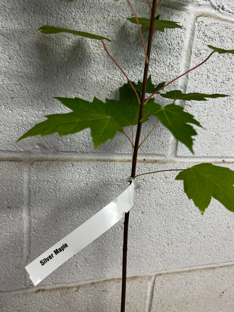 Silver Maple Live Plant - Acer Saccharinum 12-18" Tall in Qt Pot - Fast Growing Shade Tree - Image 3