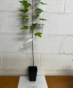 Silver Maple Live Plant - Acer Saccharinum 12-18