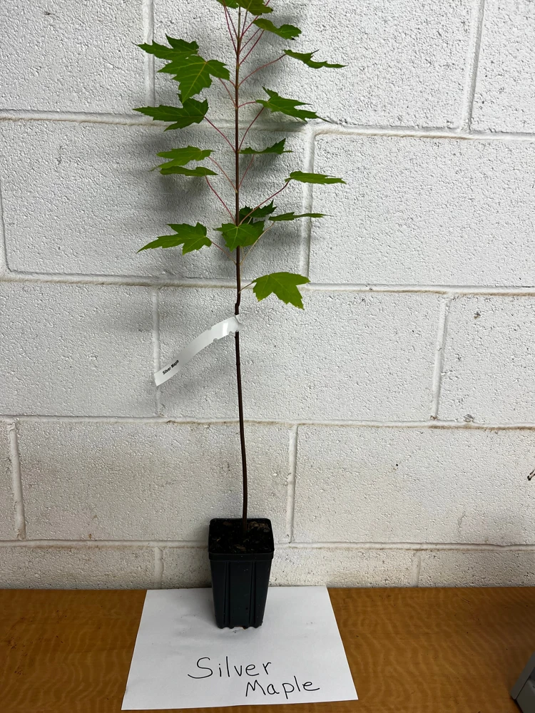 Silver Maple Live Plant - Acer Saccharinum 12-18" Tall in Qt Pot - Fast Growing Shade Tree - Image 4