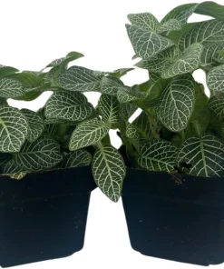 Silver Nerve Plant Fittonia verschaffeltii Live Plant - 3" Pots, 2 Pack - Image 2