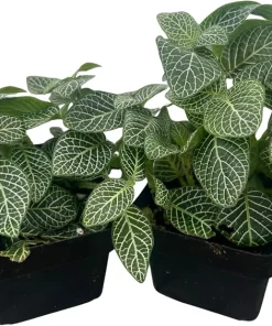 Silver Nerve Plant Fittonia verschaffeltii Live Plant - 3