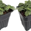 Silver Nerve Plant Fittonia verschaffeltii Live Plant - 3" Pots, 2 Pack - Image 1