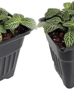 Silver Nerve Plant Fittonia verschaffeltii Live Plant - 3