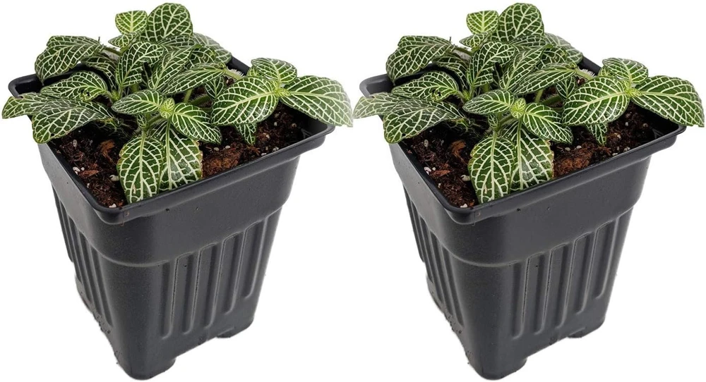 Silver Nerve Plant Fittonia verschaffeltii Live Plant - 3" Pots, 2 Pack - Image 1