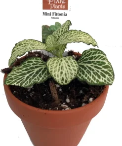 Silver Nerve Plant Live Plant - Fittonia Houseplant - 3" Clay Pot for Terrariums & Fairy Gardens - Image 2