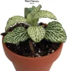 Silver Nerve Plant Live Plant - Fittonia Houseplant - 3" Clay Pot for Terrariums & Fairy Gardens - Image 1