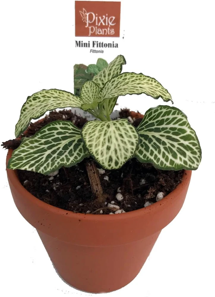 Silver Nerve Plant Live Plant - Fittonia Houseplant - 3" Clay Pot for Terrariums & Fairy Gardens - Image 1