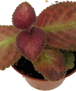 Silver Pinky Episcia Live Plant – Flame Violet Houseplant – 2.5" Pot – Indoor - Image 2