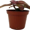 Silver Pinky Episcia Live Plant – Flame Violet Houseplant – 2.5" Pot – Indoor - Image 1