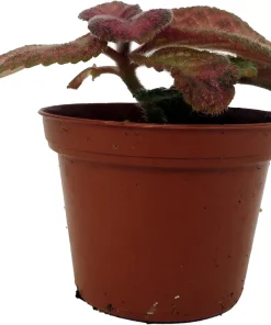 Silver Pinky Episcia Live Plant – Flame Violet Houseplant – 2.5