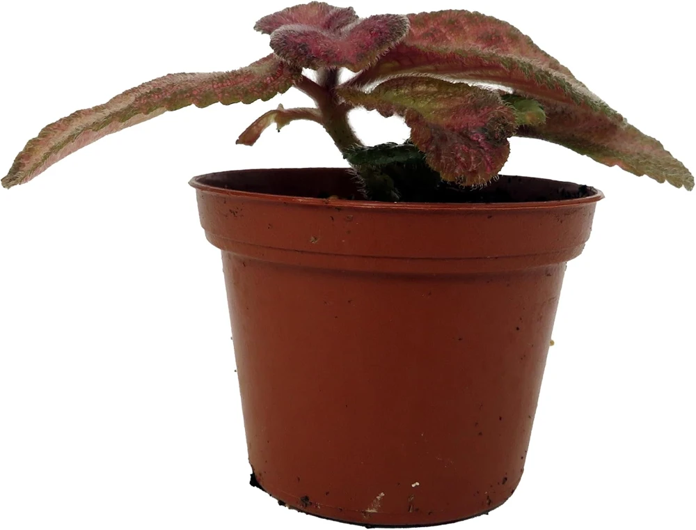 Silver Pinky Episcia Live Plant – Flame Violet Houseplant – 2.5" Pot – Indoor - Image 1