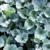 Silver Ponyfoot Dichondra Live Plant, Dichondra argentea Ground Cover, 1 Gallon Pot - Image 1