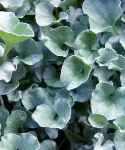 Silver Ponyfoot Dichondra Live Plant, Dichondra argentea Ground Cover, 1 Gallon Pot - Image 1