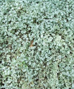 Silver Ponyfoot Dichondra Live Plant, Dichondra argentea Ground Cover, 1 Gallon Pot - Image 2