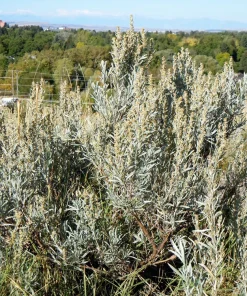 Silver Sagebrush Seeds - Artemisia Cana, Dwarf Sagebrush, 100 Seeds - Image 3