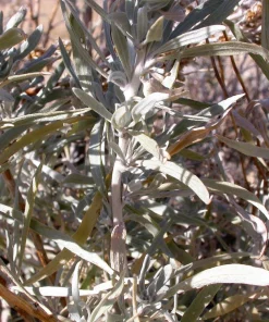 Silver Sagebrush Seeds - Artemisia Cana, Dwarf Sagebrush, 100 Seeds - Image 4
