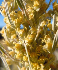 Silver Sagebrush Seeds - Artemisia Cana, Dwarf Sagebrush, 100 Seeds - Image 5