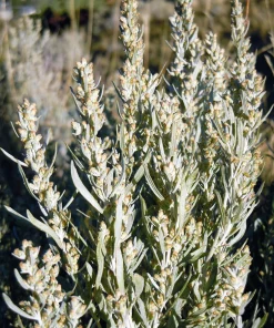 Silver Sagebrush Seeds - Artemisia Cana, Dwarf Sagebrush, 100 Seeds - Image 6