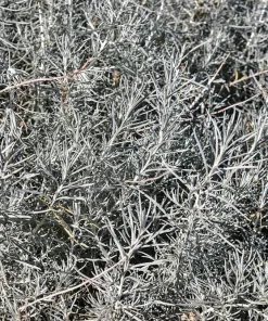Silver Sagebrush Seeds - Artemisia Cana, Dwarf Sagebrush, 100 Seeds - Image 7