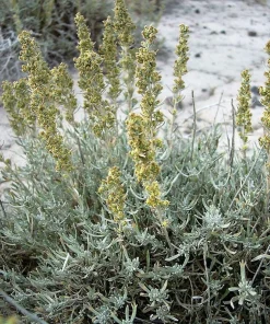 Silver Sagebrush Seeds - Artemisia Cana, Dwarf Sagebrush, 100 Seeds - Image 8