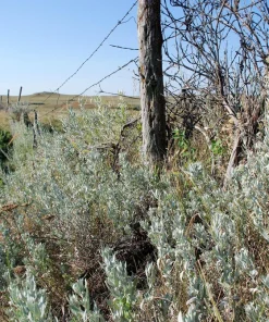 Silver Sagebrush Seeds - Artemisia Cana, Dwarf Sagebrush, 100 Seeds - Image 9