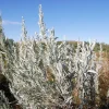 Silver Sagebrush Seeds - Artemisia Cana, Dwarf Sagebrush, 100 Seeds - Image 1