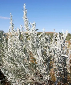 Silver Sagebrush Seeds - Artemisia Cana, Dwarf Sagebrush, 100 Seeds - Image 1
