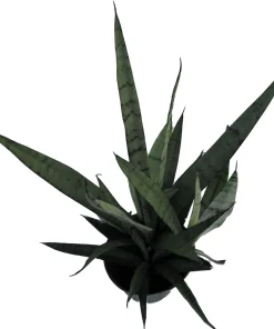 Silver Streak Snake Plant Live Plant – Sansevieria – 6 inch Pot – Indoor - Image 2