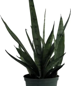 Silver Streak Snake Plant Live Plant – Sansevieria – 6 inch Pot – Indoor - Image 1