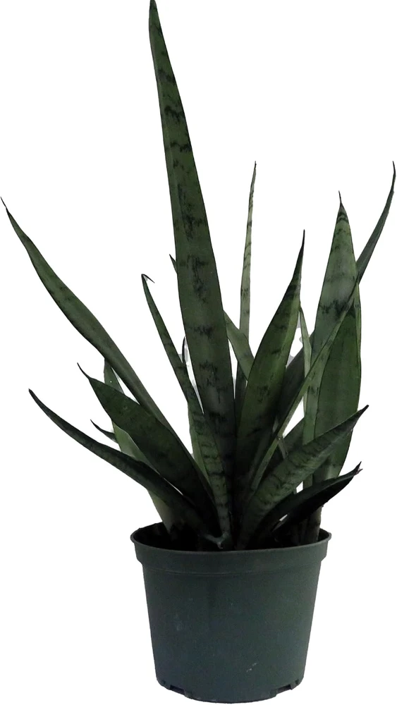 Silver Streak Snake Plant Live Plant – Sansevieria – 6 inch Pot – Indoor - Image 1