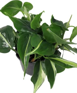 Silver Stripe Philodendron Live Plant - 4 inch Pot - Low Light Houseplant - Image 2