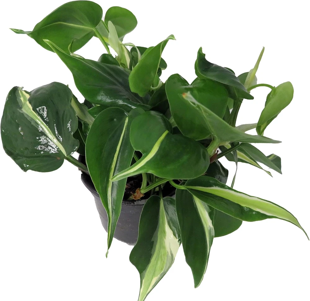 Silver Stripe Philodendron Live Plant - 4 inch Pot - Low Light Houseplant - Image 2