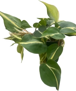 Silver Stripe Philodendron Live Plant - 4 inch Pot - Low Light Houseplant - Image 3
