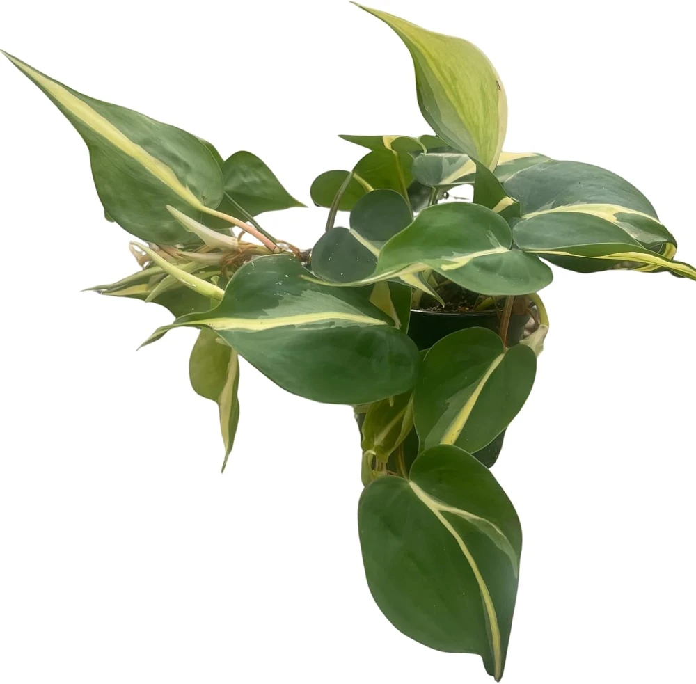 Silver Stripe Philodendron Live Plant - 4 inch Pot - Low Light Houseplant - Image 3