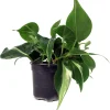 Silver Stripe Philodendron Live Plant - 4 inch Pot - Low Light Houseplant - Image 1