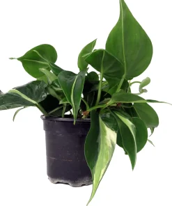 Silver Stripe Philodendron Live Plant - 4 inch Pot - Low Light Houseplant - Image 1